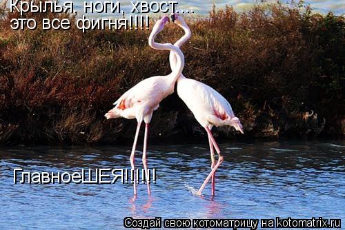 Котоматрица: Крылья, ноги, хвост....  это все фигня!!!! ГлавноеШЕЯ!!!!!!