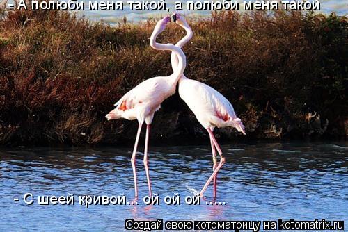 Котоматрица: - А полюби меня такой, а полюби меня такой - С шеей кривой... ой ой ой .....