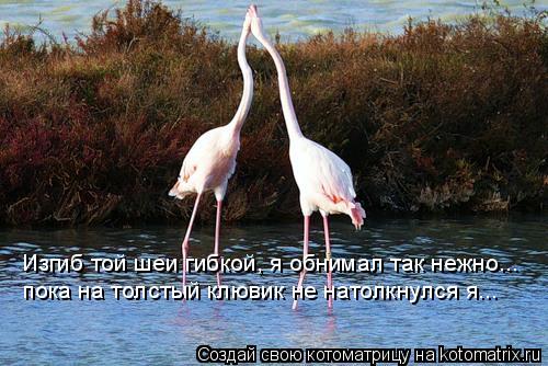 Котоматрица: Изгиб той шеи гибкой, я обнимал так нежно... пока на толстый клювик не натолкнулся я...