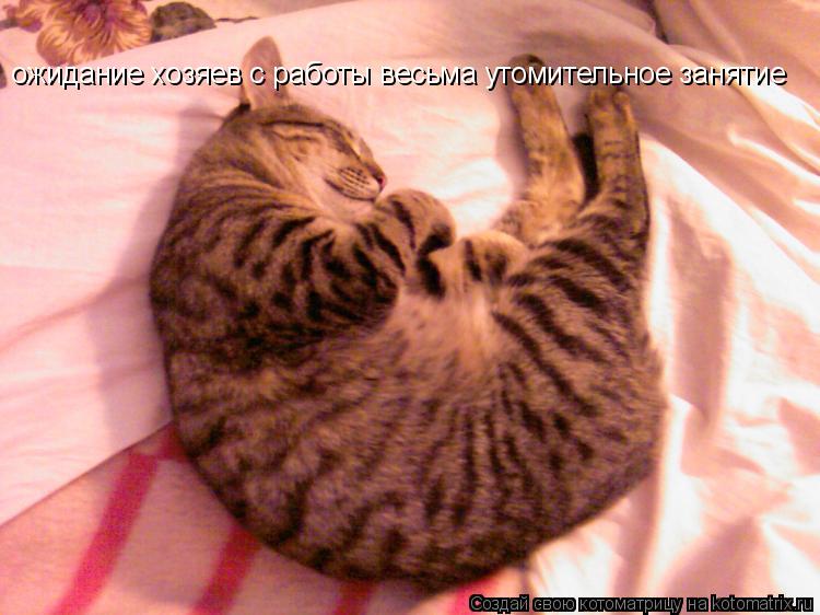 Котоматрица: ожидание хозяев с работы весьма утомительное занятие