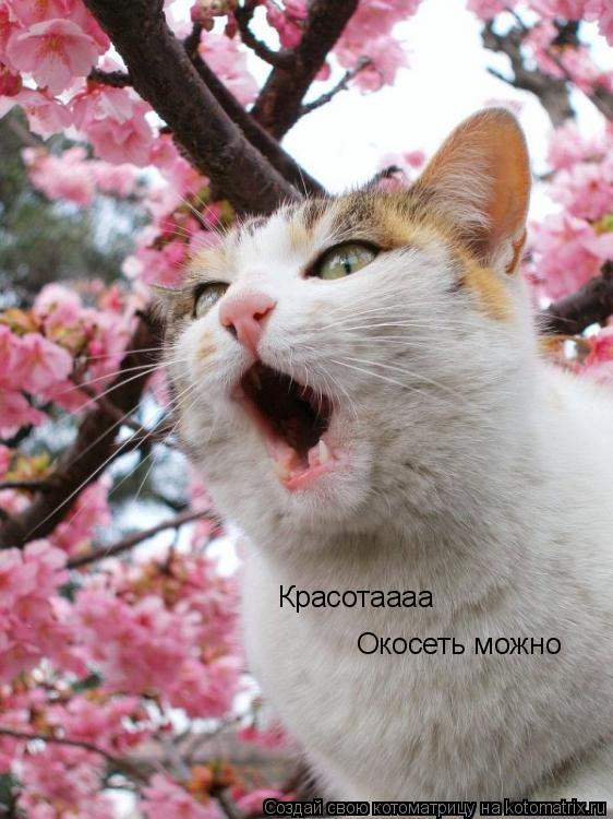 Котоматрица: Красотаааа Окосеть можно