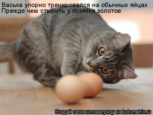 Котоматрица: Васька упорно тренировался на обычных яйцах Прежде чем стырить у хозяйки золотое