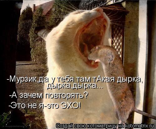 Котоматрица: дырка,дырка... -А зачем повторять? -Это не я-это ЭХО! -Мурзик,да у тебя там тАкая дырка,