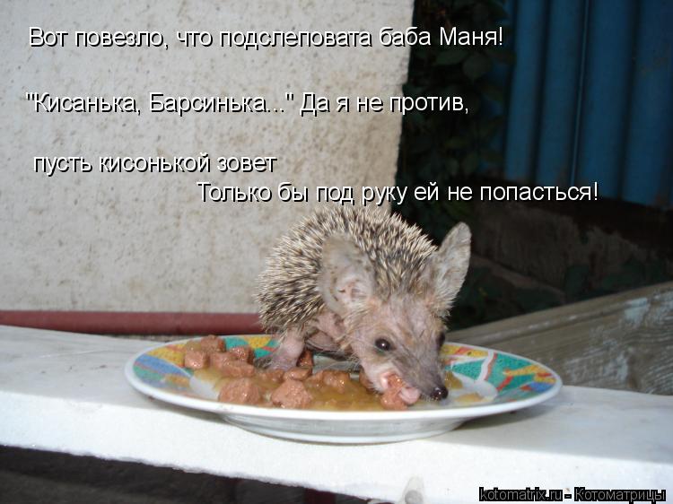 Котоматрица: Вот повезло, что подслеповата баба Маня! "Кисанька, Барсинька..." Да я не против, пусть кисонькой зовет Только бы под руку ей не попасться!