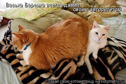 Котоматрица: Васька Барсика всегда давил  своим авторитетом.  своим авторитетом. Васька Барсика всегда давил