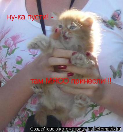 ну-ка пусти! - там МЯСО принесли!!!... Котоматрица: ну-ка пусти! - там МЯСО принесли!!!