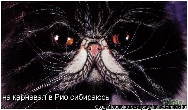 на карнавал в Рио сибираюсь... Котоматрица: на карнавал в Рио сибираюсь