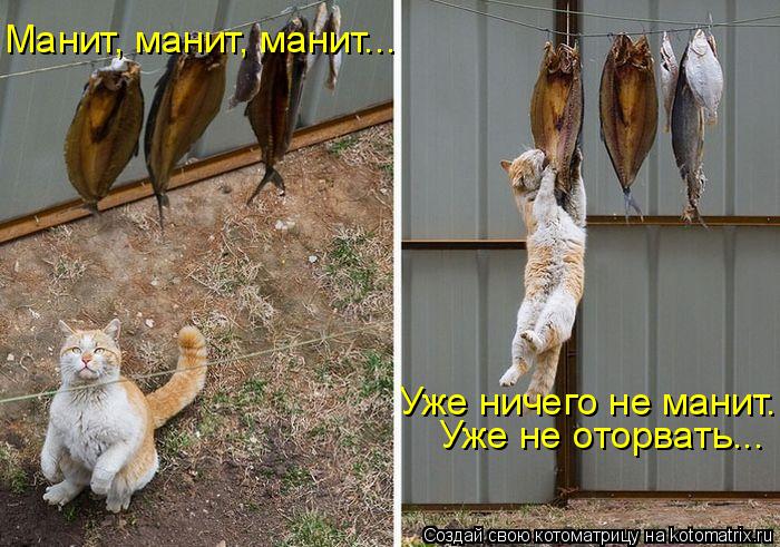 Манит, манит, манит... Уже не оторвать... Уже ничего не манит...... Котоматрица: Манит, манит, манит... Уже не оторвать... Уже ничего не манит...
