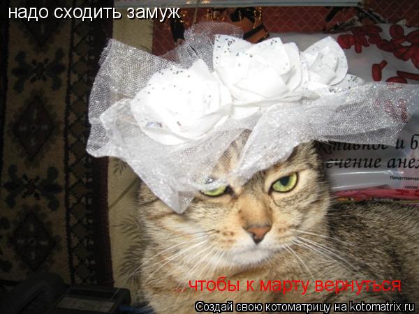надо сходить замуж ...чтобы к марту вернуться... Котоматрица: надо сходить замуж ...чтобы к марту вернуться
