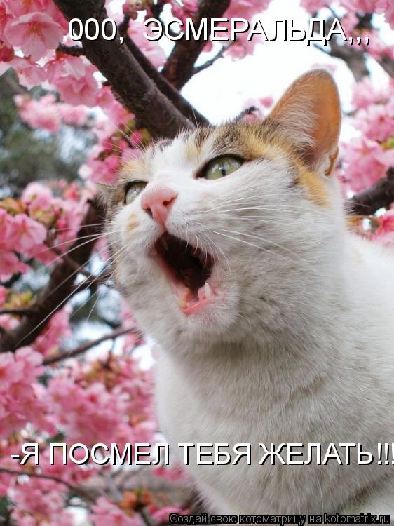 000, ЭСМЕРАЛЬДА,,, -Я ПОСМЕЛ ТЕБЯ ЖЕЛАТЬ!!!... Котоматрица: 000, ЭСМЕРАЛЬДА,,, -Я ПОСМЕЛ ТЕБЯ ЖЕЛАТЬ!!!
