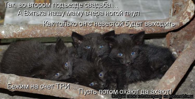 Котоматрица: Так, во втором подъезде свадьба.... Бежим на счет ТРИ.... А Витька нашу маму вчера ногой пнул Как только он с невестой будет выходить Пусть пото