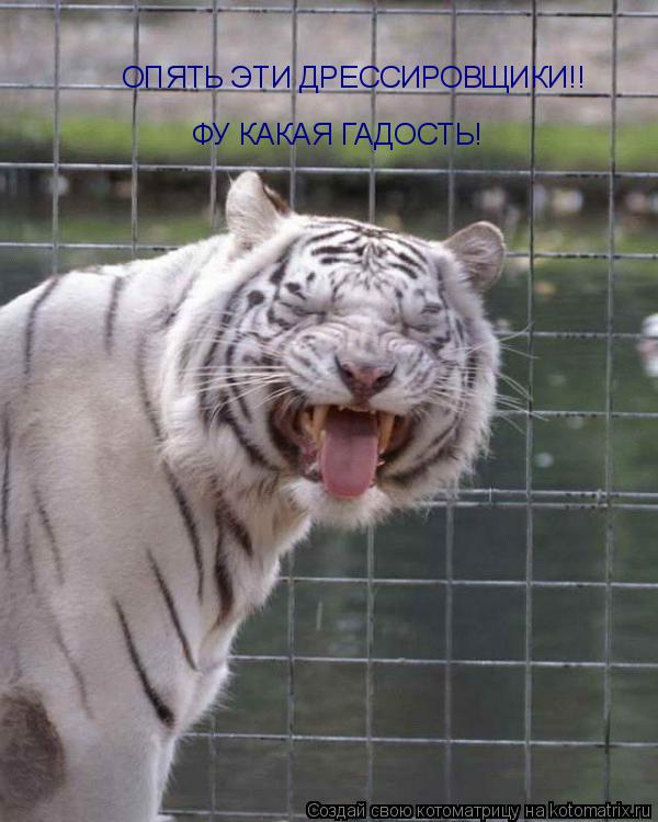 ФУ КАКАЯ ГАДОСТЬ! ОПЯТЬ ЭТИ ДРЕССИРОВЩИКИ!!... Котоматрица: ФУ КАКАЯ ГАДОСТЬ! ОПЯТЬ ЭТИ ДРЕССИРОВЩИКИ!!
