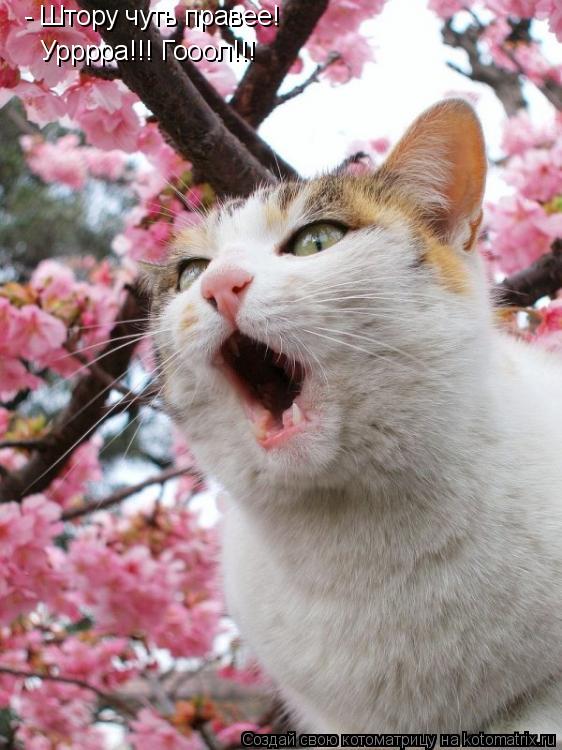 - Штору чуть правее! Урррра!!! Гооол!!!... Котоматрица: - Штору чуть правее! Урррра!!! Гооол!!!