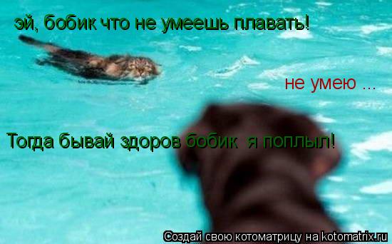 не умею ... эй, бобик что не умеешь плавать! Тогда бывай здоров бобик я поплыл!... Котоматрица: не умею ... эй, бобик что не умеешь плавать! Тогда бывай здоров бобик я поплыл!