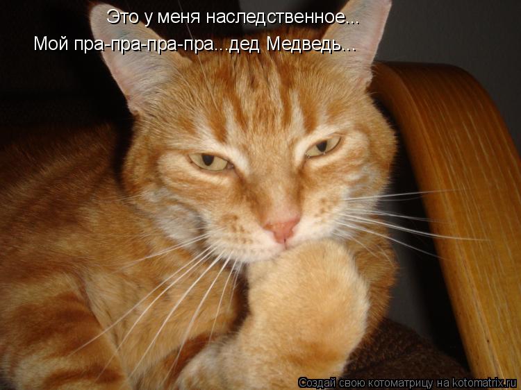 Это у меня наследственное... Мой пра-пра-пра-пра...дед Медведь...... Котоматрица: Это у меня наследственное... Мой пра-пра-пра-пра...дед Медведь...