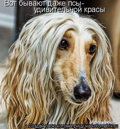 Вот бывают даже псы- удивительной красы... Котоматрица: Вот бывают даже псы- удивительной красы