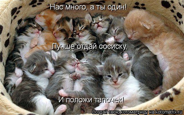 Лучше отдай сосиску, И положи тапочек! Нас много, а ты один!... Котоматрица: Лучше отдай сосиску, И положи тапочек! Нас много, а ты один!