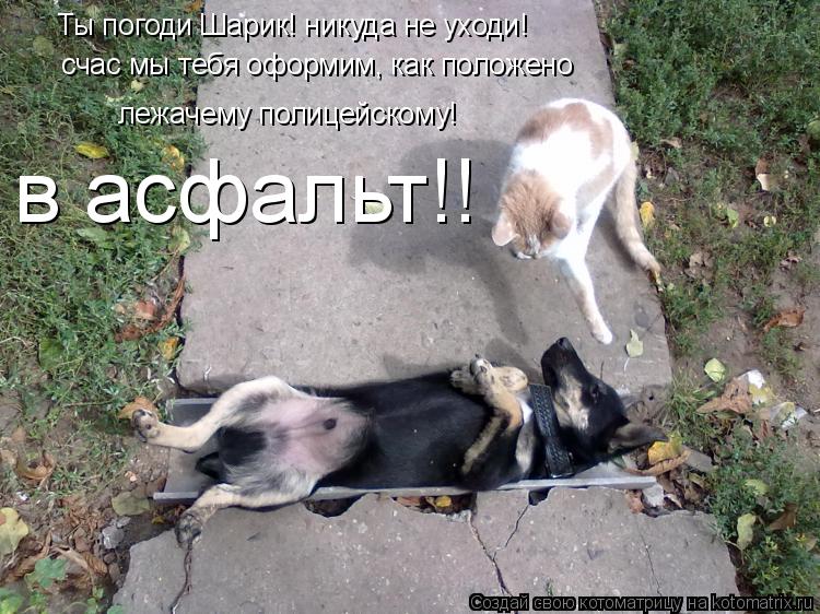 Ты погоди Шарик! никуда не уходи! счас мы тебя оформим, как положено лежачему полицейскому! в асфальт... Котоматрица: Ты погоди Шарик! никуда не уходи! счас мы тебя оформим, как положено лежачему полицейскому! в асфальт!!
