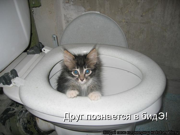 Друг познается в бидЭ!... Котоматрица: Друг познается в бидЭ!