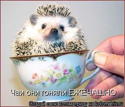 Чаи они гоняли ЕЖЕЧАШНО... Котоматрица: Чаи они гоняли ЕЖЕЧАШНО
