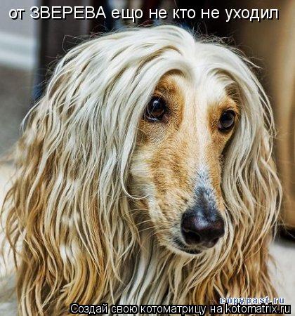 от ЗВЕРЕВА ещо не кто не уходил... Котоматрица: от ЗВЕРЕВА ещо не кто не уходил