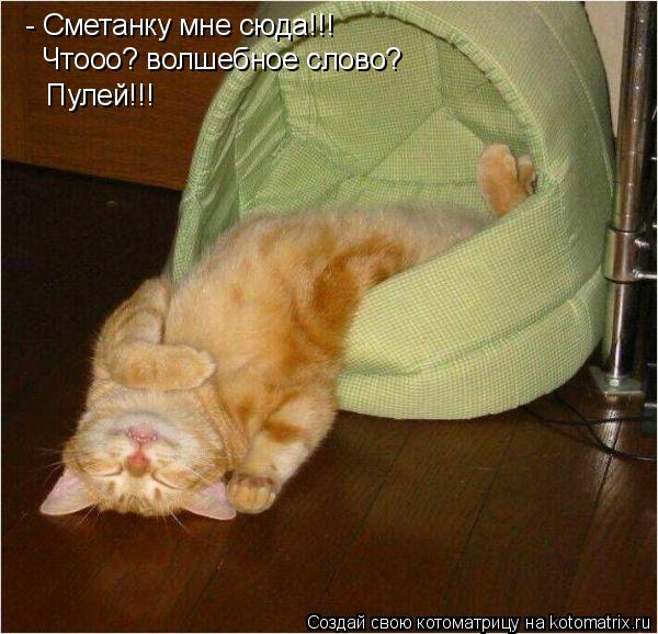 - Сметанку мне сюда!!! Чтооо? волшебное слово? Пулей!!!... Котоматрица: - Сметанку мне сюда!!! Чтооо? волшебное слово? Пулей!!!