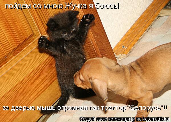 пойдем со мною Жучка я боюсь! за дверью мышь огромная как трактор "Белорусь"!!... Котоматрица: пойдем со мною Жучка я боюсь! за дверью мышь огромная как трактор "Белорусь"!!