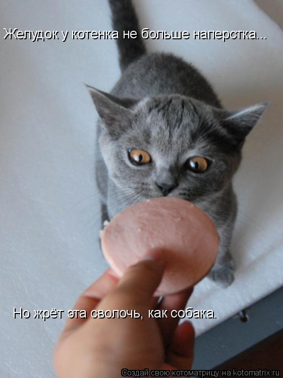 Желудок у котенка не больше наперстка... Желудок у котенка не больше наперстка... Но жрёт эта сволочь... Котоматрица: Желудок у котенка не больше наперстка... Желудок у котенка не больше наперстка... Но жрёт эта сволочь, как собака.