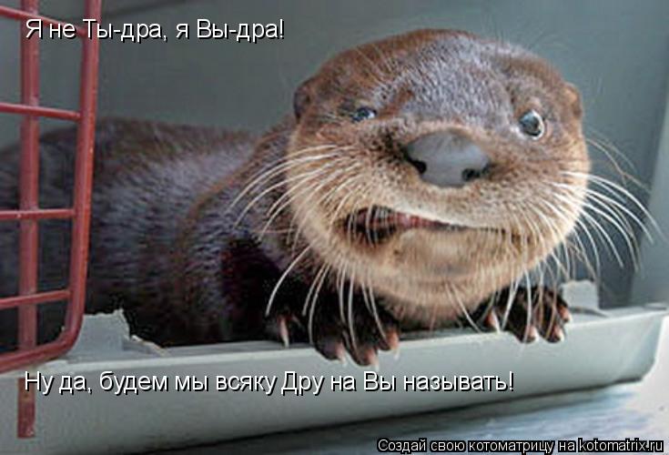 Я не Ты-дра, я Вы-дра! Ну да, будем мы всяку Дру на Вы называть!... Котоматрица: Я не Ты-дра, я Вы-дра! Ну да, будем мы всяку Дру на Вы называть!