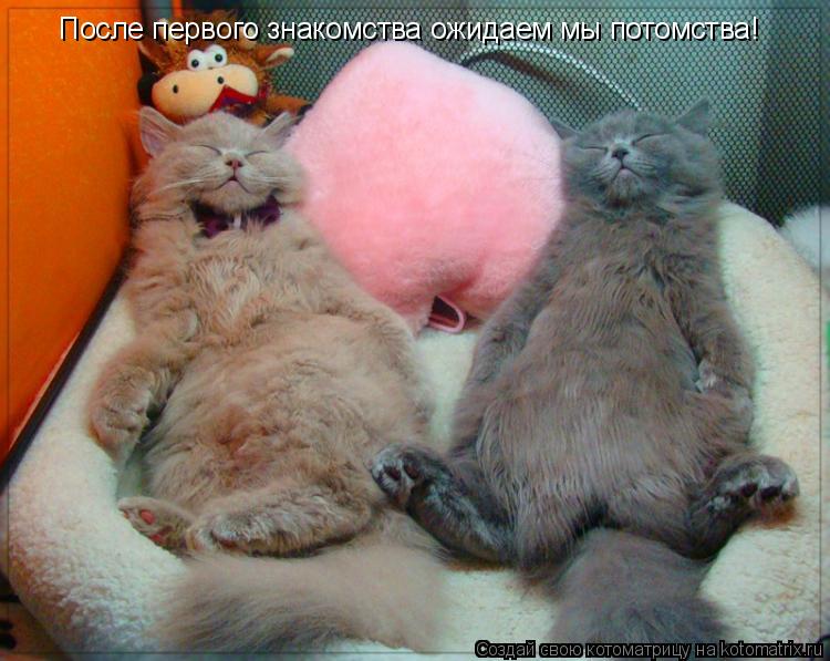 После первого знакомства ожидаем мы потомства!... Котоматрица: После первого знакомства ожидаем мы потомства!