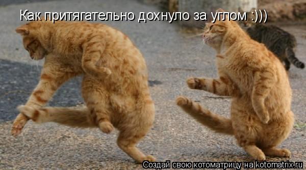Как притягательно дохнуло за углом :)))... Котоматрица: Как притягательно дохнуло за углом :)))