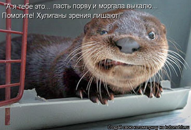 "А я тебе это... пасть порву и моргала выкалю... Помогите! Хулиганы зрения лишают!"... Котоматрица: "А я тебе это... пасть порву и моргала выкалю... Помогите! Хулиганы зрения лишают!"