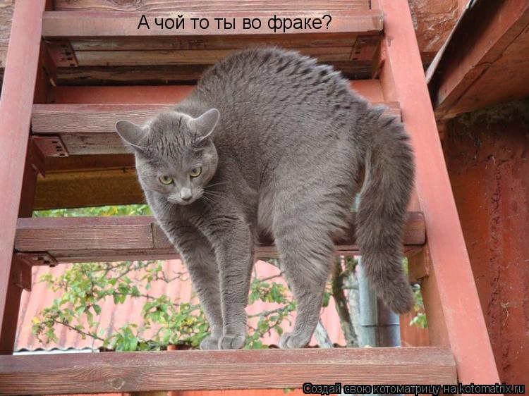 А чой то ты во фраке?... Котоматрица: А чой то ты во фраке?