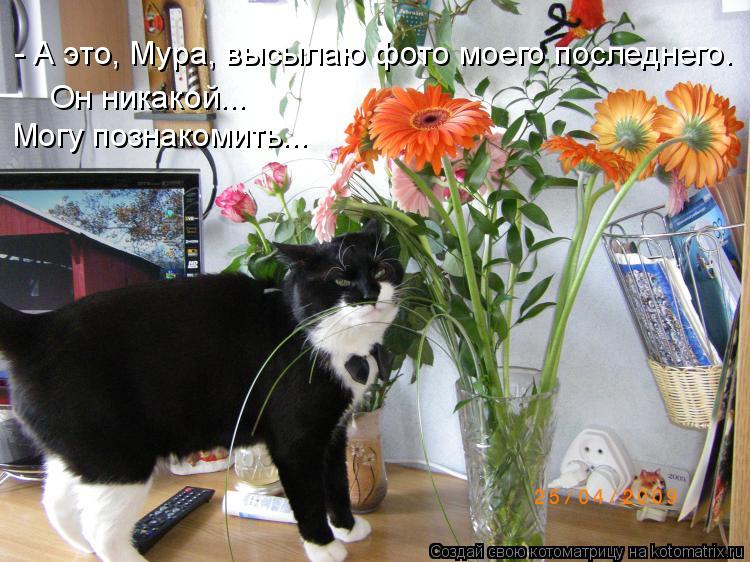 Котоматрица: - А это, Мура, высылаю фото моего последнего. Он никакой... Могу познакомить...