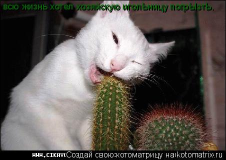 всю жизнь хотел хозяйскую иголЬницу погрЫзтЬ.... Котоматрица: всю жизнь хотел хозяйскую иголЬницу погрЫзтЬ.