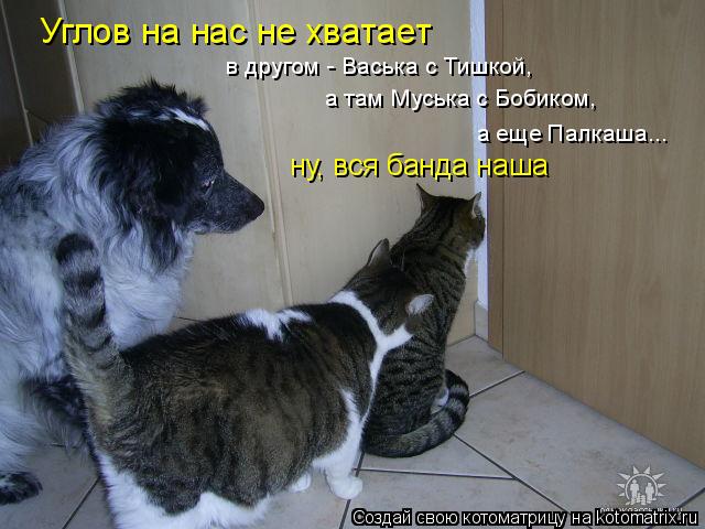 Углов на нас не хватает в другом - Васька с Тишкой, а там Муська с Бобиком, а еще Палкаша... ну, вся ... Котоматрица: Углов на нас не хватает в другом - Васька с Тишкой, а там Муська с Бобиком, а еще Палкаша... ну, вся банда наша