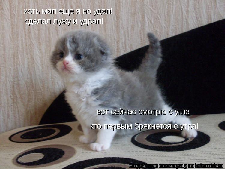 хоть мал еще я но удал! сделал лужу и удрал! вот сейчас смотрю с угла кто первым брякнется с утра!... Котоматрица: хоть мал еще я но удал! сделал лужу и удрал! вот сейчас смотрю с угла кто первым брякнется с утра!