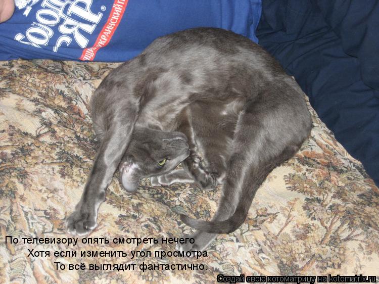 Котоматрица: По телевизору опять смотреть нечего Хотя если изменить угол просмотра То всё выглядит фантастично.
