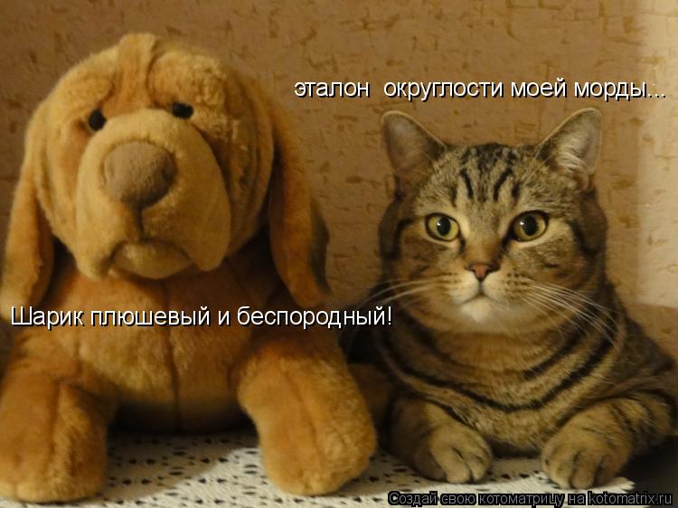 Котоматрица: эталон  округлости моей морды... Шарик плюшевый и беспородный!