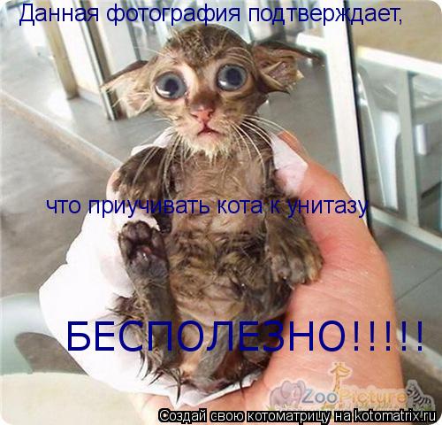 Данная фотография подтверждает, что приучивать кота к унитазу БЕСПОЛЕЗНО!!!!!... Котоматрица: Данная фотография подтверждает, что приучивать кота к унитазу БЕСПОЛЕЗНО!!!!!
