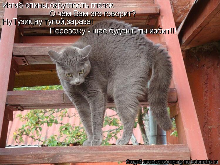 Изгиб спины,округлость глазок. О чём Вам это говорит? Ну,Тузик,ну тупой,зараза! Перевожу - щас будешь... Котоматрица: Изгиб спины,округлость глазок. О чём Вам это говорит? Ну,Тузик,ну тупой,зараза! Перевожу - щас будешь ты избит!!!