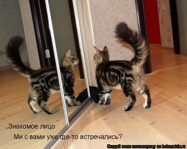 Знакомое лицо Ми с вами уже где-то встречались?... Котоматрица: Знакомое лицо Ми с вами уже где-то встречались?