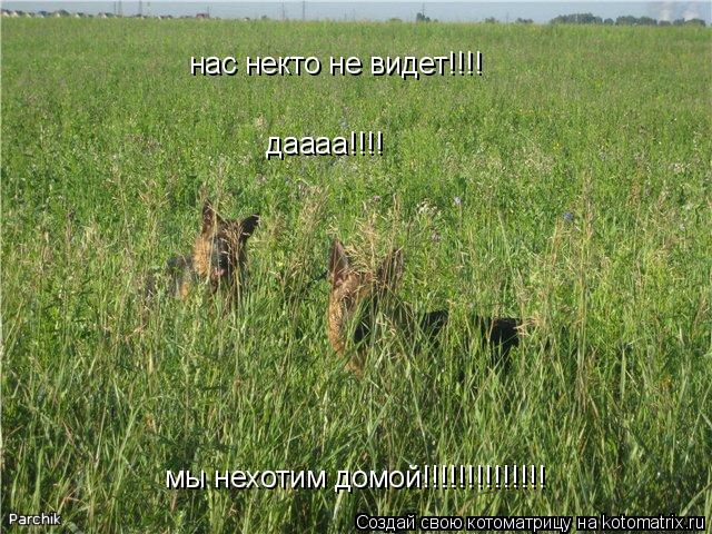 нас некто не видет!!!! даааа!!!! мы нехотим домой!!!!!!!!!!!!!!... Котоматрица: нас некто не видет!!!! даааа!!!! мы нехотим домой!!!!!!!!!!!!!!