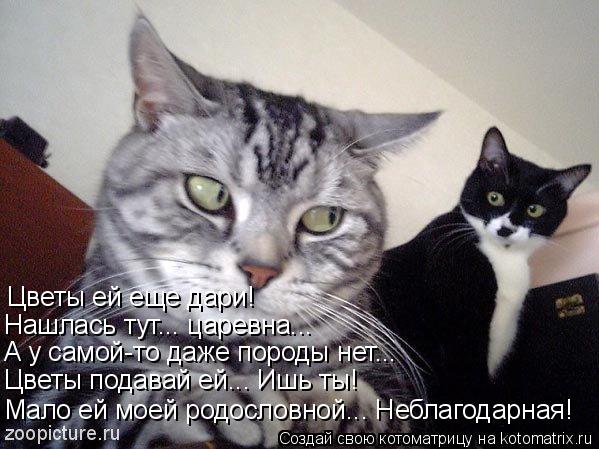 Цветы ей еще дари! Нашлась тут... царевна... А у самой-то даже породы нет... Цветы подавай ей... Ишь... Котоматрица: Цветы ей еще дари! Нашлась тут... царевна... А у самой-то даже породы нет... Цветы подавай ей... Ишь ты! Мало ей моей родословной... Неблагодарная!