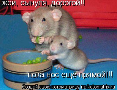 Котоматрица: жри, сынуля, дорогой!! пока нос ещё прямой!!!
