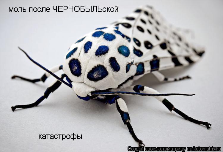 Котоматрица: моль после ЧЕРНОБЫЛЬской катастрофы