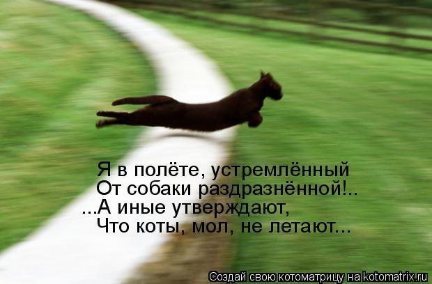 Я в полёте, устремлённый От собаки раздразнённой!.. ...А иные утверждают, Что коты, мол, не летают...... Котоматрица: Я в полёте, устремлённый От собаки раздразнённой!.. ...А иные утверждают, Что коты, мол, не летают...