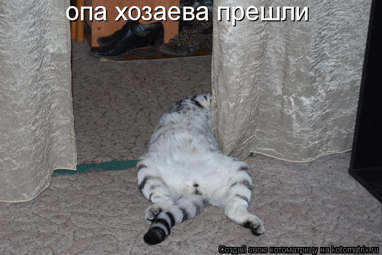 Котоматрица: опа хозаева прешли