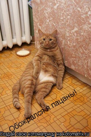 Котоматрица: Обожрался я пацаны!