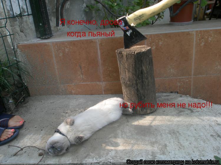 Я конечно, дрова когда пьяный но рубить меня не надо!!!... Котоматрица: Я конечно, дрова когда пьяный но рубить меня не надо!!!